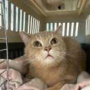 강동큰숲동물병원 이미지