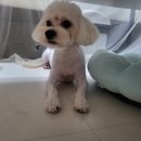 펫 소울메이트 이미지