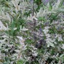 오늘염색 이미지