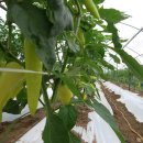 신양당구장 이미지