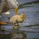 미운오리새끼 이미지