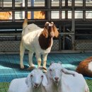 송동축사 이미지