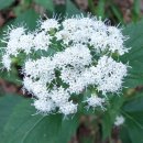 화목행정사 이미지