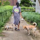 하리네집 이미지