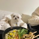 오토어반 | 가평 대성리 MT촌 강아지운동장이 있는 애견동반카페 '어반플레이스'