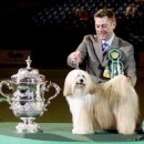 Dog Show 이미지