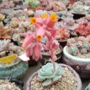 꽃사세요 꽃 이미지