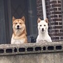 멍뭉이 이미지