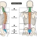 라인업 체형교정 이미지