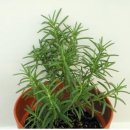 로즈마리 화원 이미지