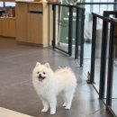 구름발치 | S동물의료센터 / 동탄 강아지 스케일링 후기 / 발치 / 비용