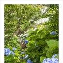 팜카밀레 이미지