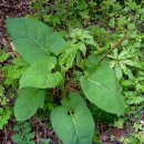 치악산농장 이미지