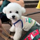 멍도레 애견미용실 이미지