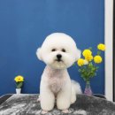 멍멍's 연구소 | 수원애견미용샵 멍멍S연구소에서 우리애기 미용하기 &gt;_&lt;!