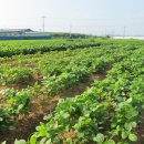 금천식당 이미지