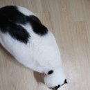 고양이 간식 뉴트리플랜 펫밀크로 체계적인 영양 보충 하세요!