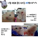 11/13일생 순덕이네) 골든햄스터 장모 아가들 분양"예약"중 이미지