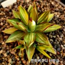 버건디 이미지