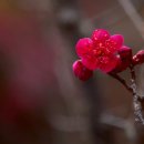산홍 이미지