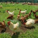 자연농장 | [농라] 대가농장 자연방사 난각번호 1번 유정란 후기