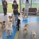 이리유치원 | 인천 송도 애견호텔 강아지 유치원 데이케어 도그유토피아 후기