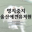 멍지중지 이미지