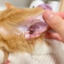 광주 고양이 분양 냥블리 광주점 이미지