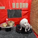 원애견&뭉까두까 이미지