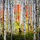 자작나무 숲 이미지