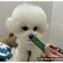 부일동물병원 | 마음 편히 믿을 수 있는 곳! 연지동애견호텔 - 맘바이 서면본점