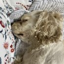 이순이농장 | [반려견] 코카스파니엘 순이의 2021년 7월 일상 - 휴가다 멍!