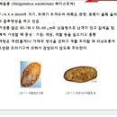 장흡충, 폐흡충,간흡충과 알의 사진 및 크기 비교 이미지