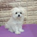 쭈니쭈니 펫살롱 이미지