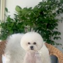 보드레 애견미용실 이미지