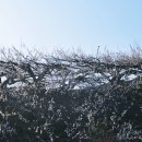 청매실농원 이미지