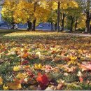 팝스잉글리쉬 이미지