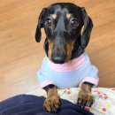 속초국밥 | [울산/서생] 간절곶밥집 추천! 본야드 속초문어국밥 솔직후기