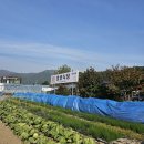 호반식당 | [제천/의림지 맛집] 30년 전통 호반식당, 곤드레 정식 &amp; 청국장 솔직 후기! 포레스트 리솜 맛집[내돈내산]