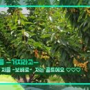 진도체리원 이미지