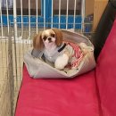 단비애견 미용실 이미지