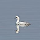 생태와대구 이미지