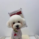 사랑옵개 이미지