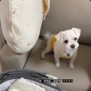 시아로또 이미지