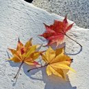 박해목장 이미지