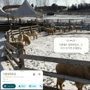 가평 양떼목장 | 가평양떼목장 내돈내산 후기|가평 여행 코스로 다녀왔어요