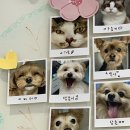 오복동물치과병원 | 마포 오복동물치과병원 스케일링 진료 후기! (13kg 중형견)