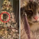 고양이집사 이미지