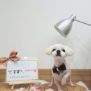 그루밍조이 이미지