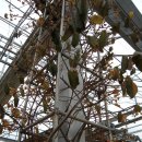 선바위(분재전시관) 이미지